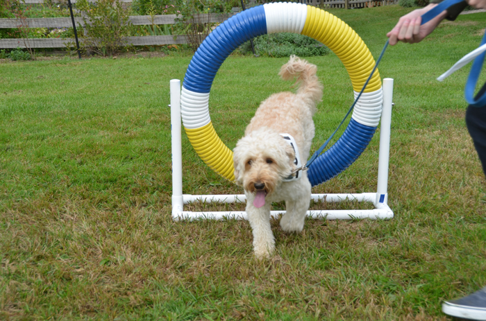 Dog Walk | Animal Rescue Fund of the Hamptons