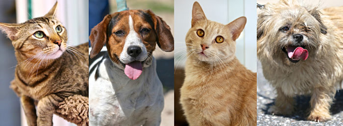 Why Your Heart Needs a Furry Roommate