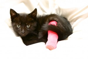 kitten with pink bandage