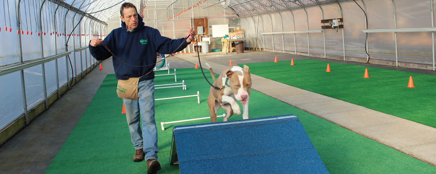 Meadowlands Dog Training Meadowlands Dog Training